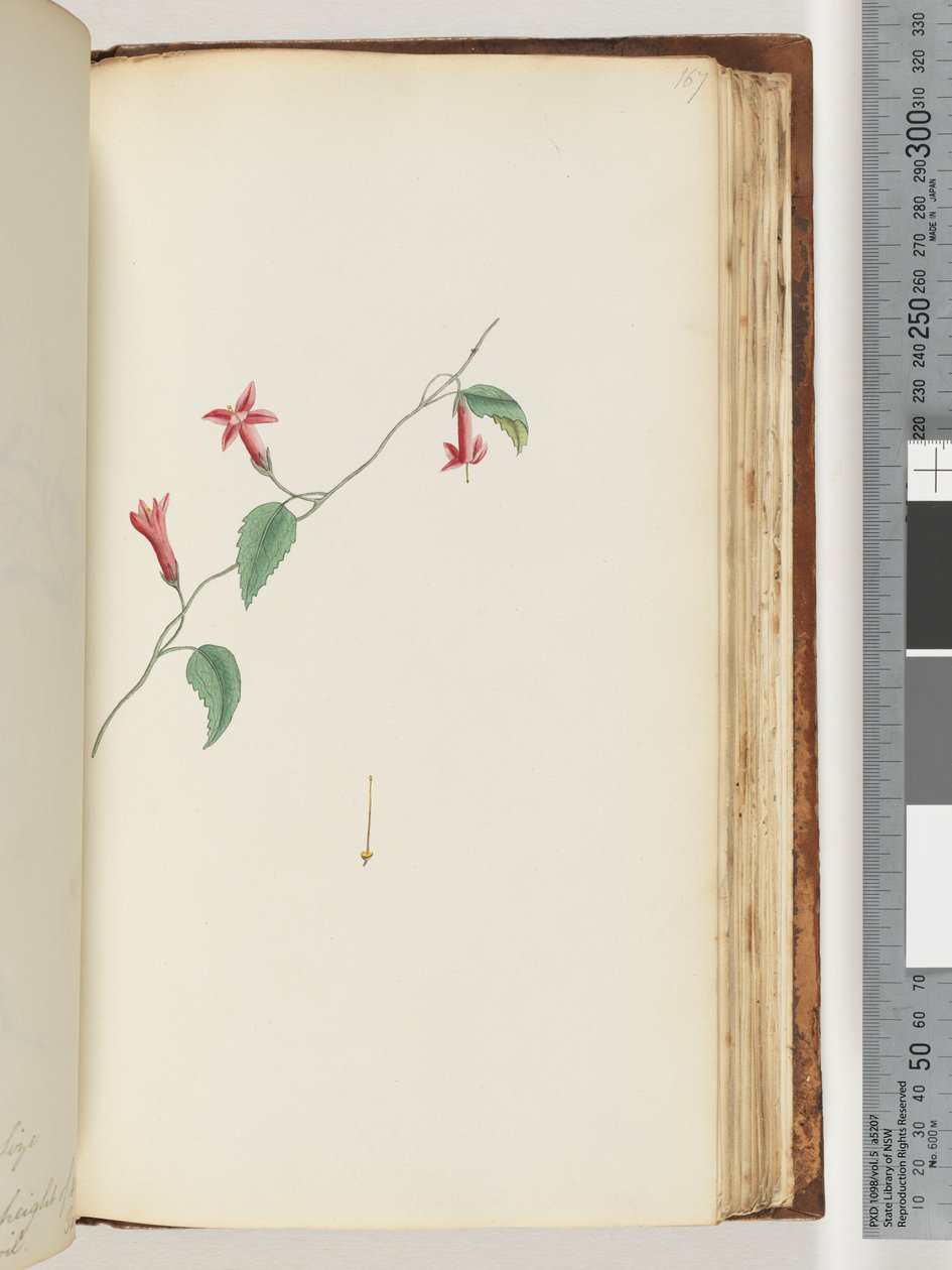 Side 167. Uidentifisert plante av Unknown