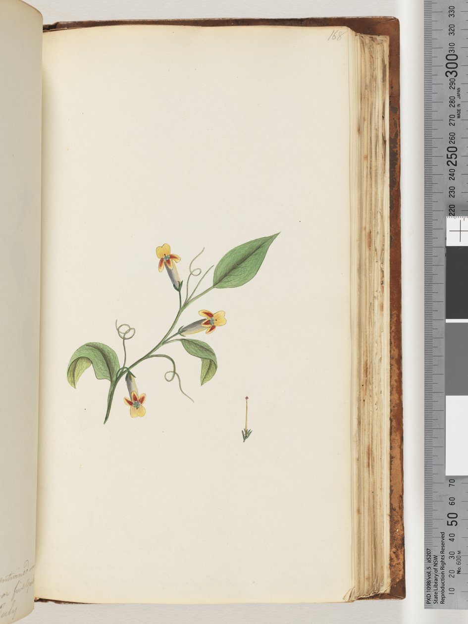 Side 168. Uidentifisert plante av Unknown artist