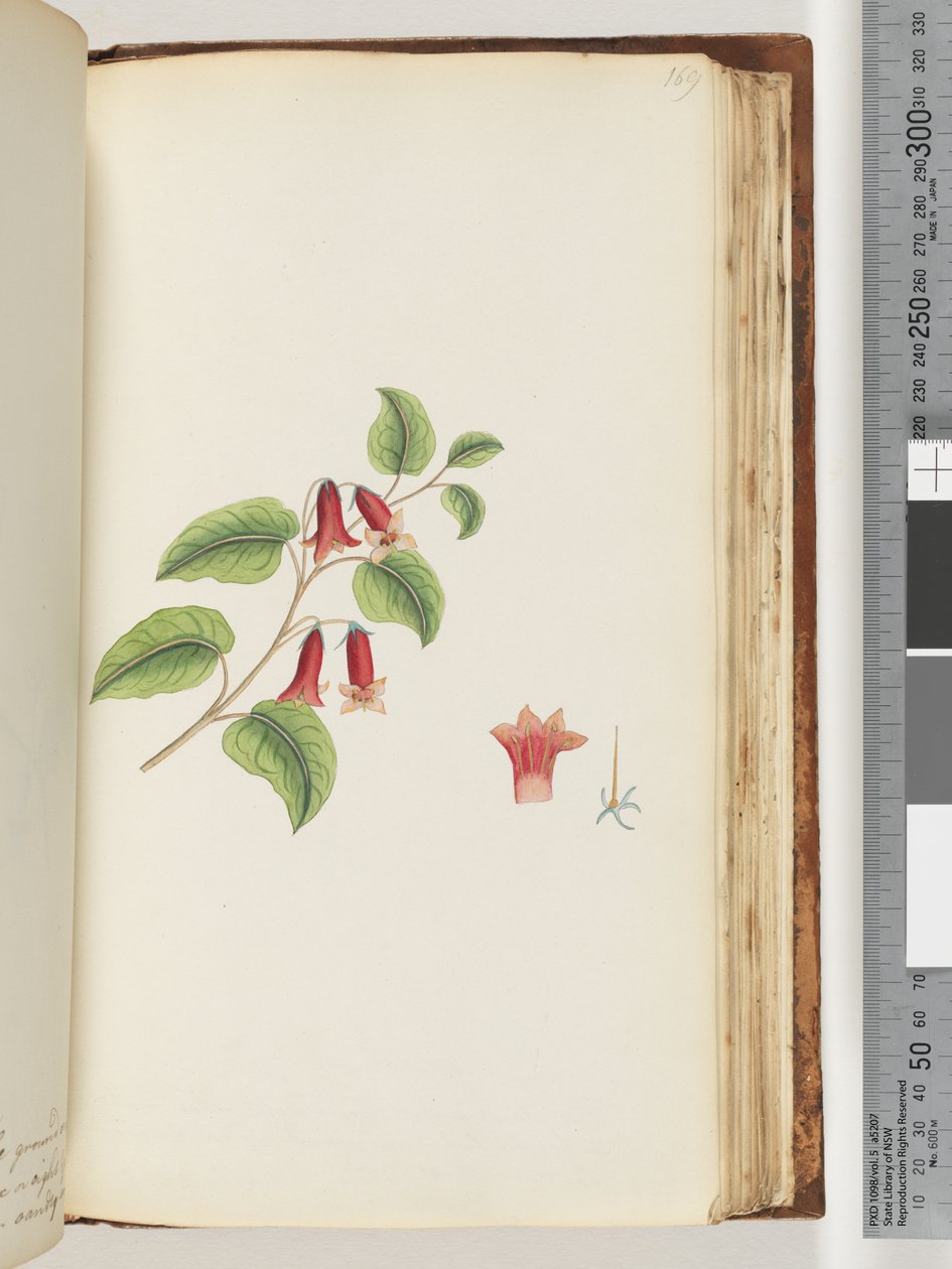 Side 169. Unavngitt blomstrende plante av Unknown artist