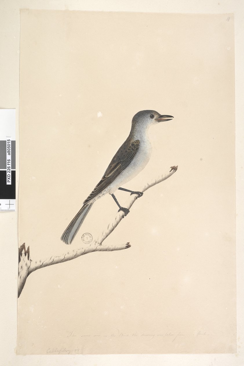 Side 16. Ceblephyris langs nedre kant i annen hånd Samme størrelse som fuglen tegningen er hentet fra. April Grey Shrike Thrush Colluricincla munnspill, 1791-92 av Unknown artist