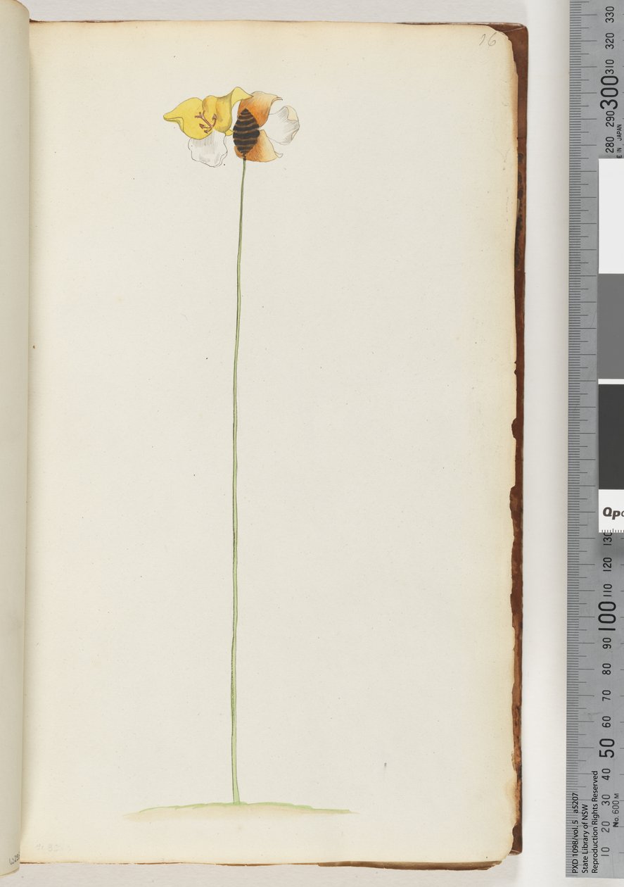 Side 16. Uidentifisert plante av Unknown artist