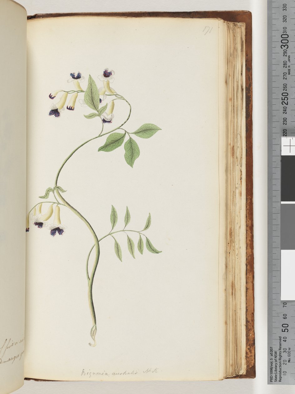 Side 171. Bignonia australis H.K av Unknown artist