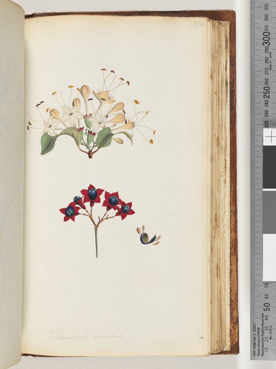 Side 172. Volkameria scandens / The Cumberland Tree av Unknown artist