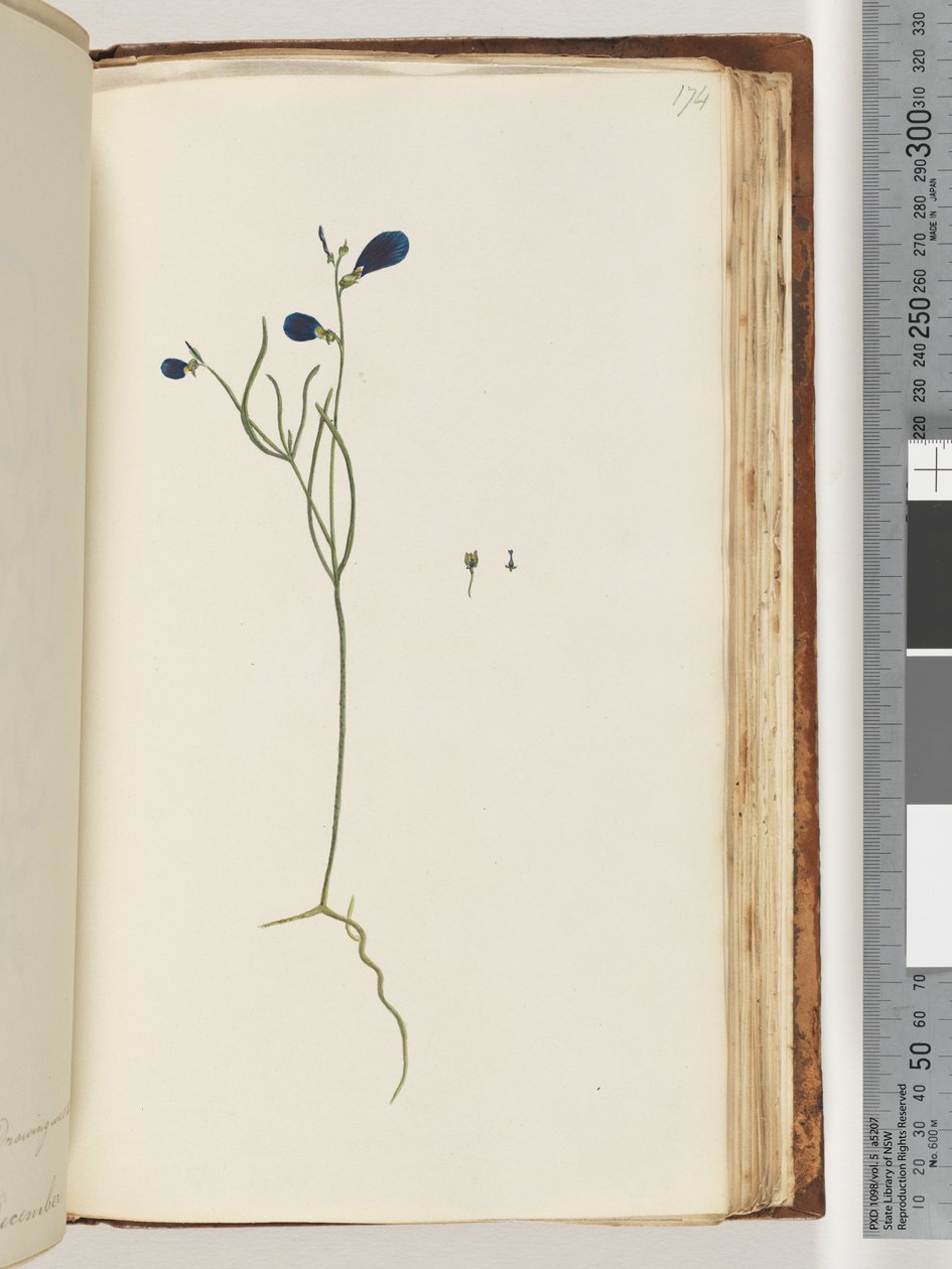 Side 174. Uidentifisert plante av Unknown artist