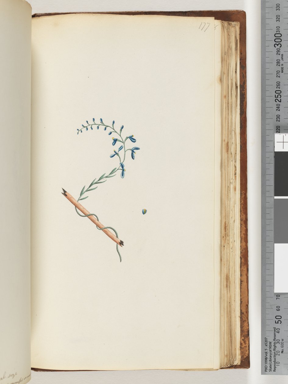 Side 177. Uidentifisert plante av Unknown artist