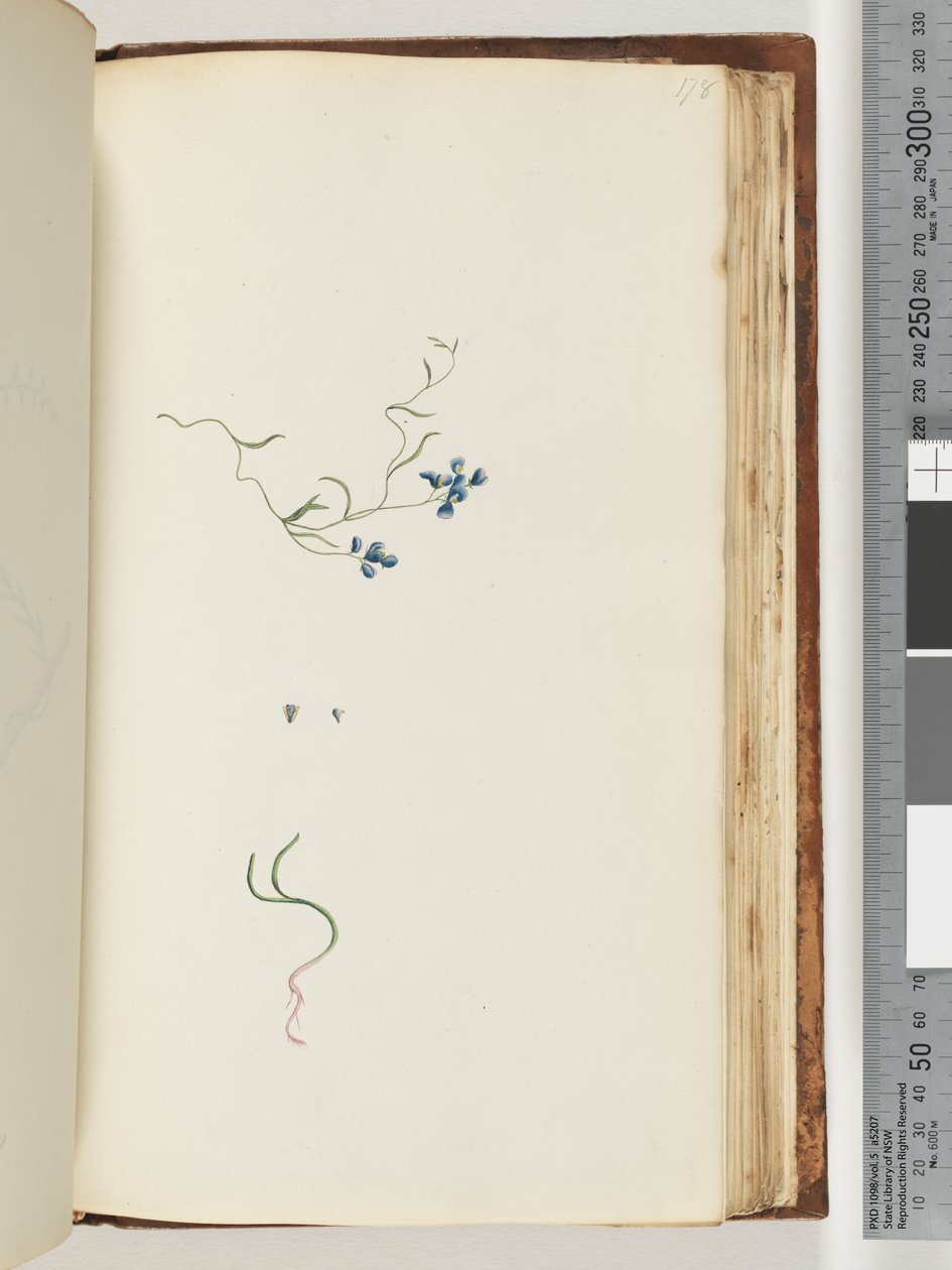 Side 178. Uidentifisert plante av Unknown artist
