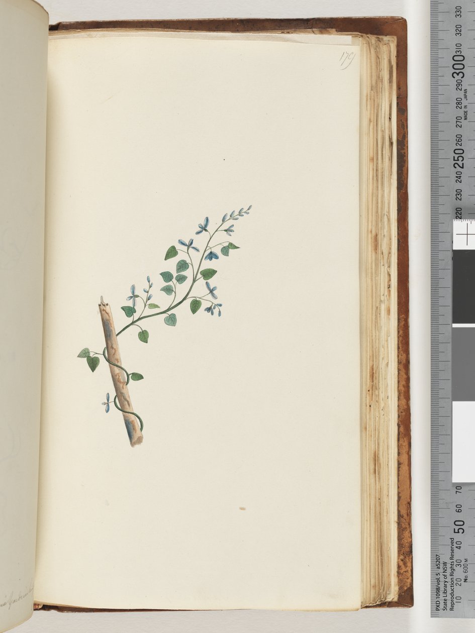 Side 179. Uidentifisert plante av Unknown artist