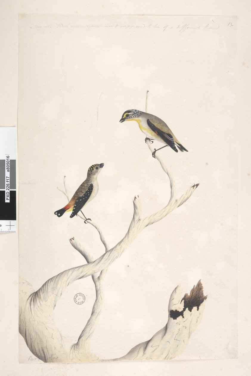 Side 17. Pardalotus. langs øvre kant i annen hånd august. Begge tegnet naturlig størrelse. lagt til i tredje hånd og ment å være av en annen type Spotted Pardalote og øststriated Pardalote Pardalotus punctatus og Pardalotus striatus Pardalotus ornat av Unknown artist