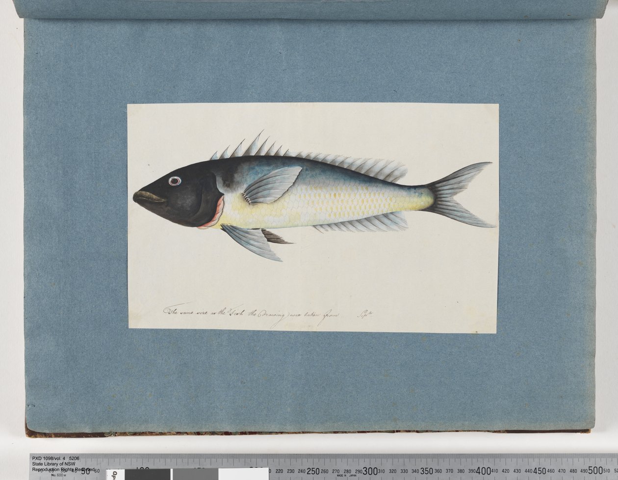 Side 17. Uidentifisert fisk (akvarell på papir) av Unknown artist