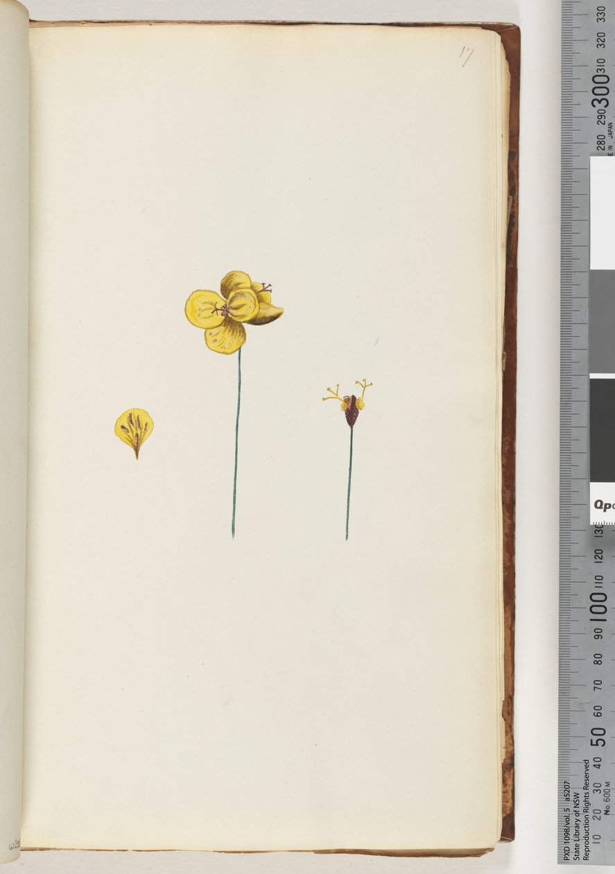 Side 17. Uidentifisert plante av Unknown artist
