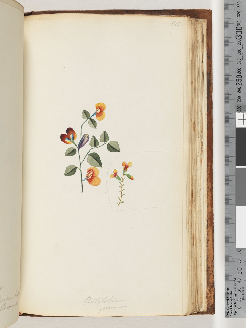 Side 180. Platylobium formosum / Pen flat-ert av Unknown artist