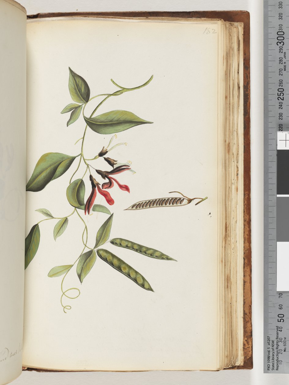 Side 182. Uidentifisert plante av Unknown artist