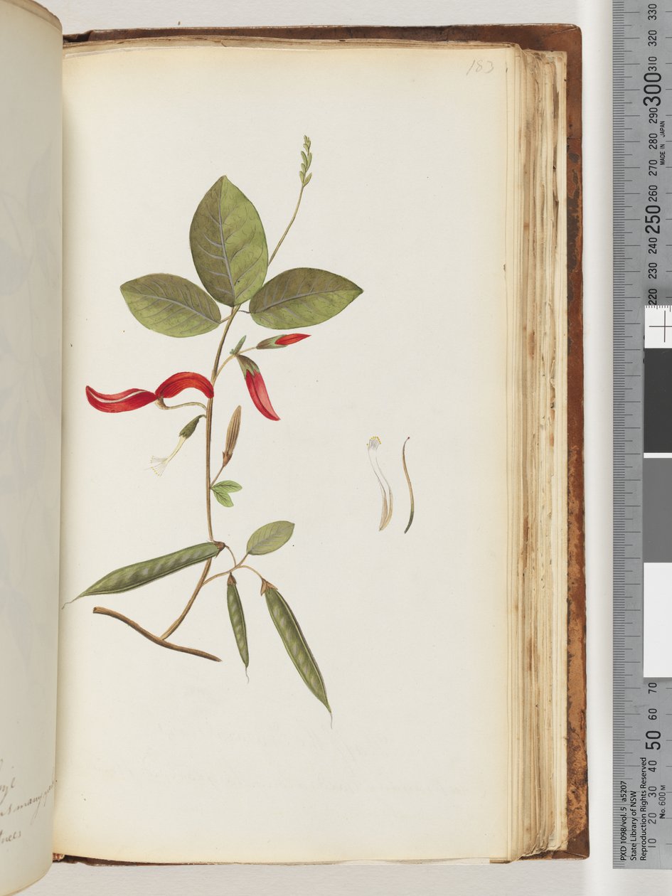 Side 183. Uidentifiserte planter av Unknown artist