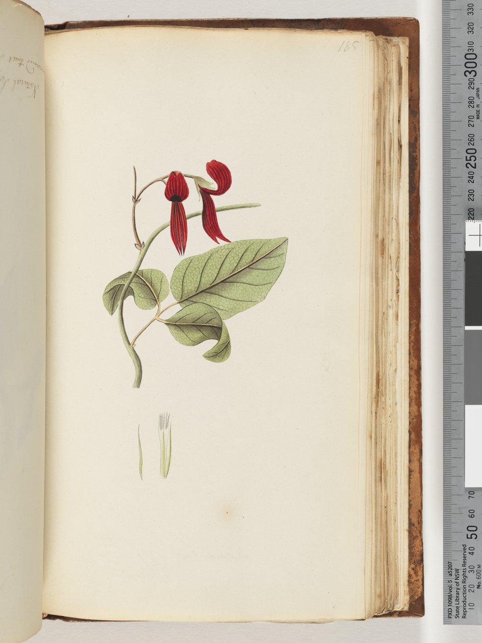 Side 185. Uidentifisert plante av Unknown artist
