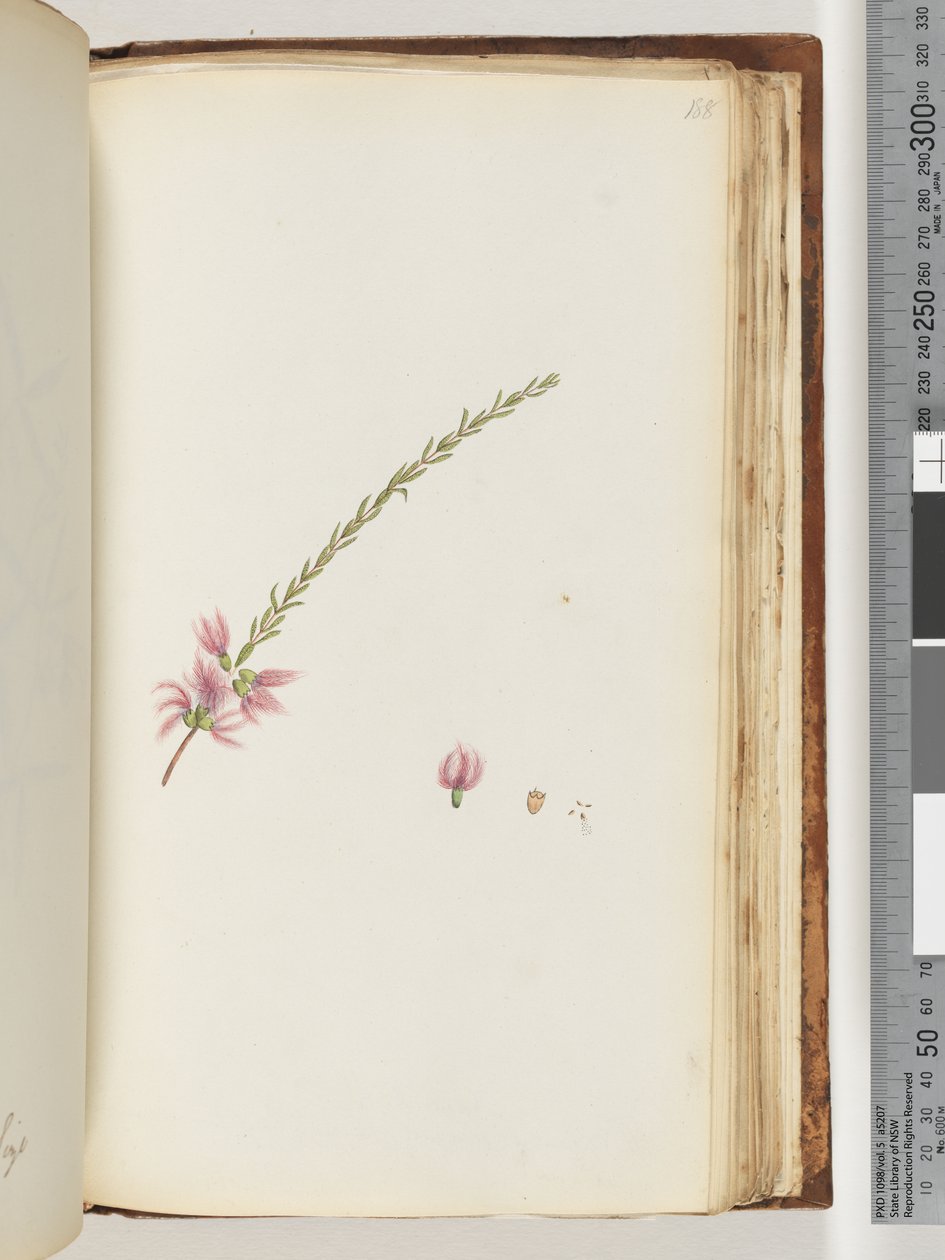 Side 188. Uidentifisert plante av Unknown artist