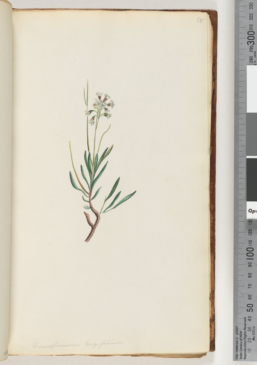 Side 18. Conospermum longifolium Lange, bladkjeglefrø av Unknown artist