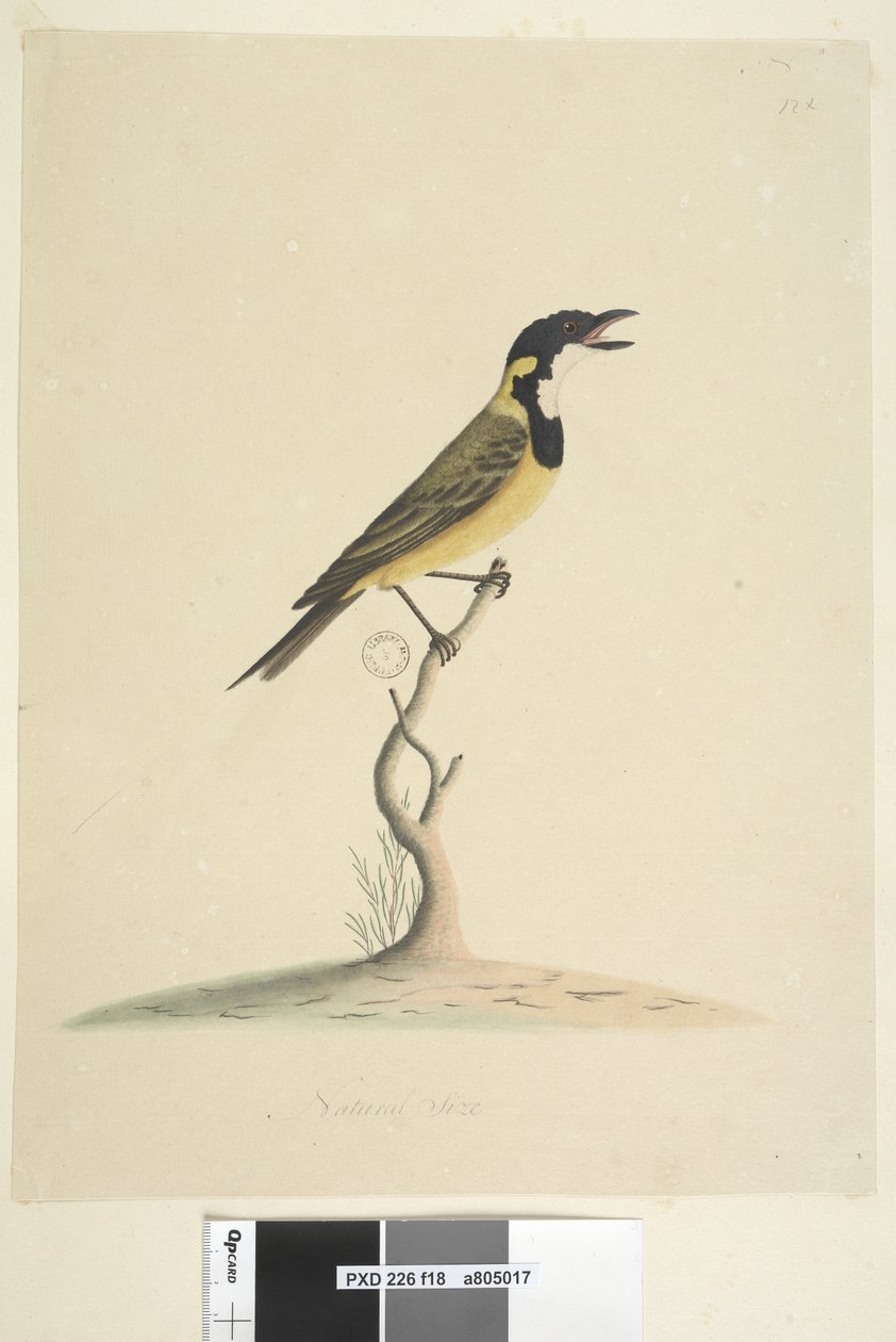 Side 18. Naturlig størrelse Golden Whistler Pachycephala pectoralis, hann, 1791-92 av Unknown artist