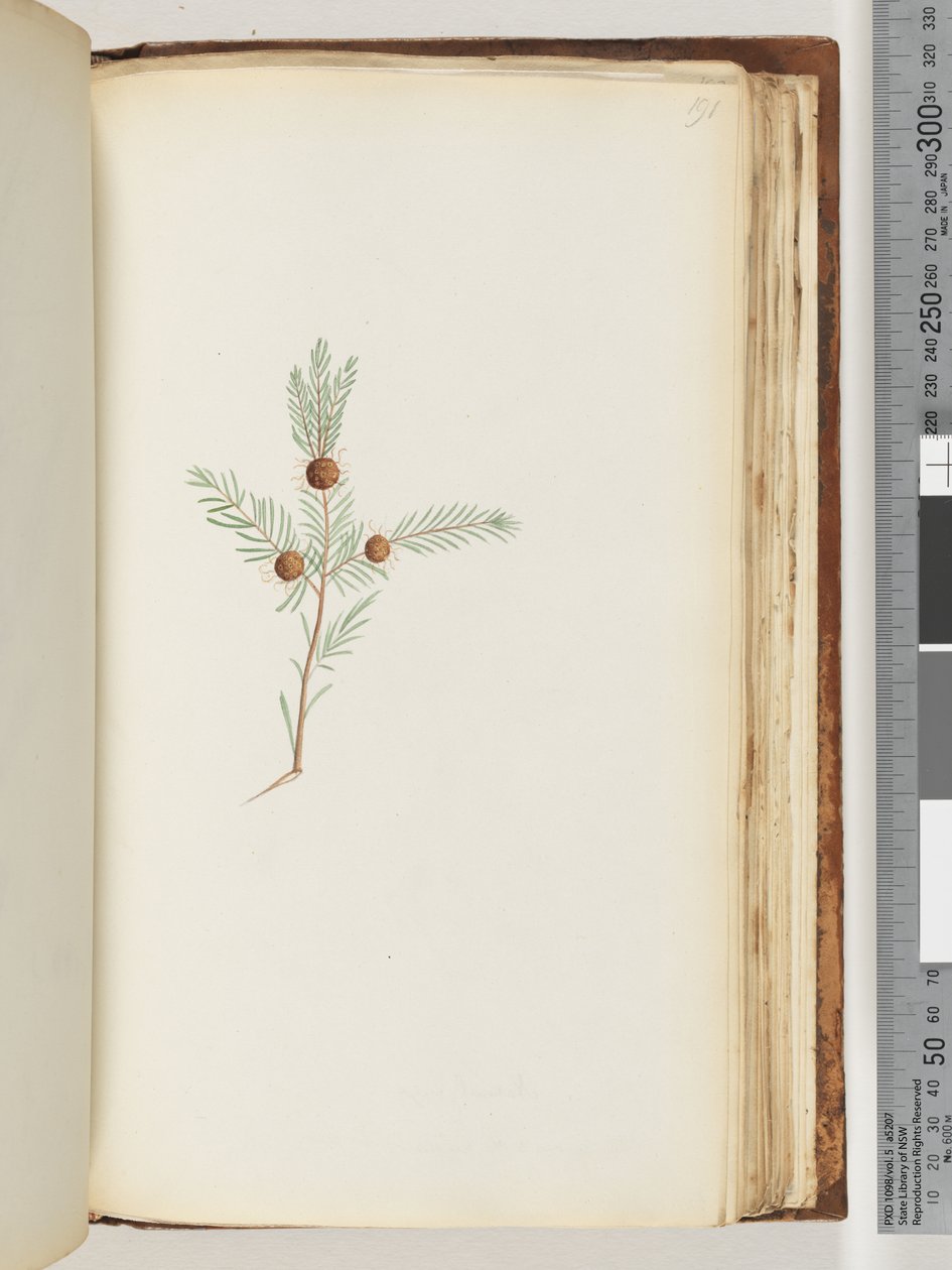 Side 191. Uidentifisert plante av Unknown