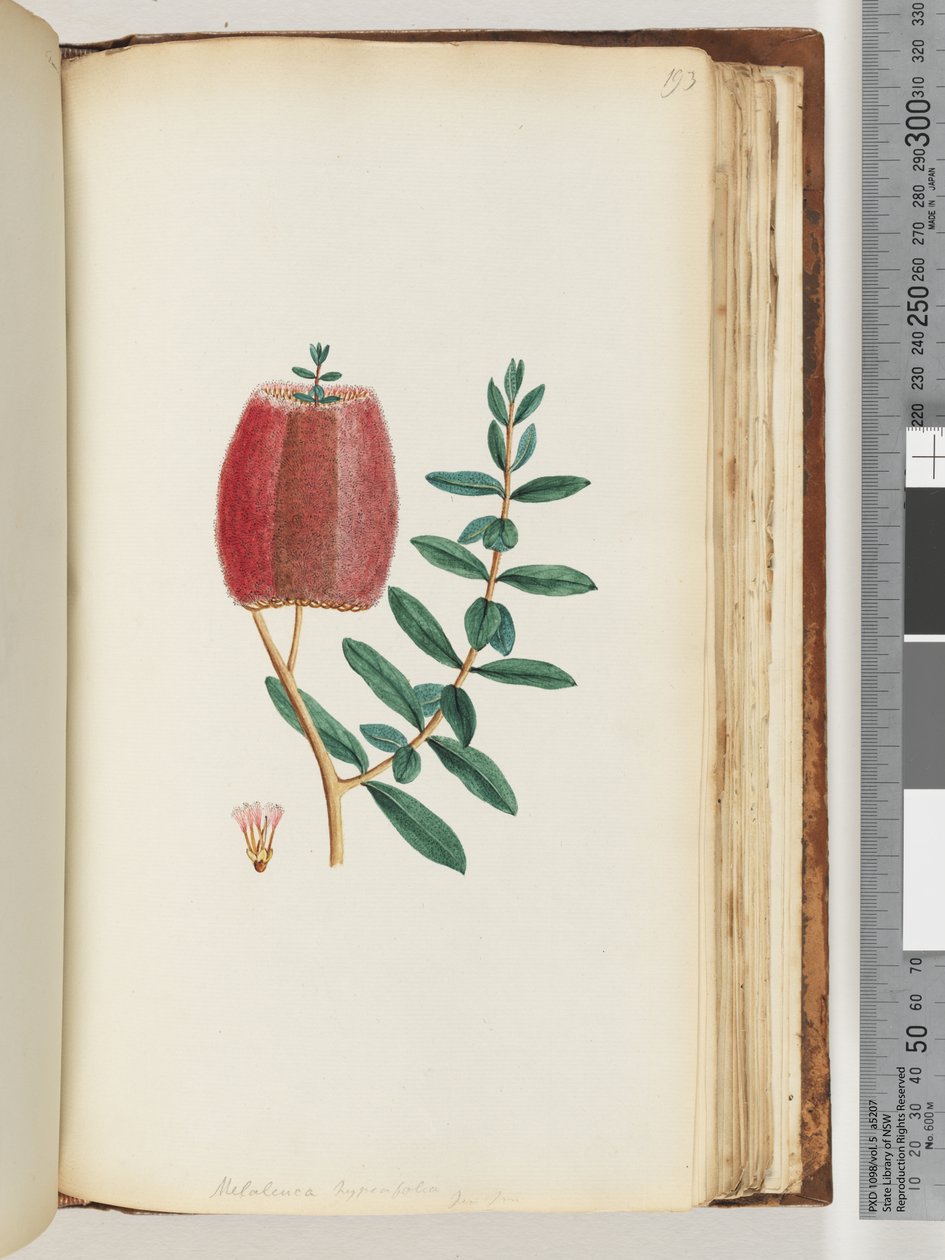 Side 193. Melaleuca hypericifolia / rød honningmyrt av Unknown artist