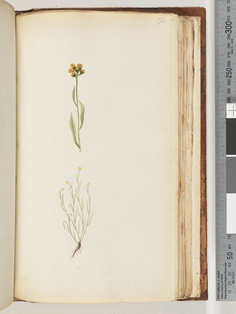 Side 194. Uidentifisert plante av Unknown artist