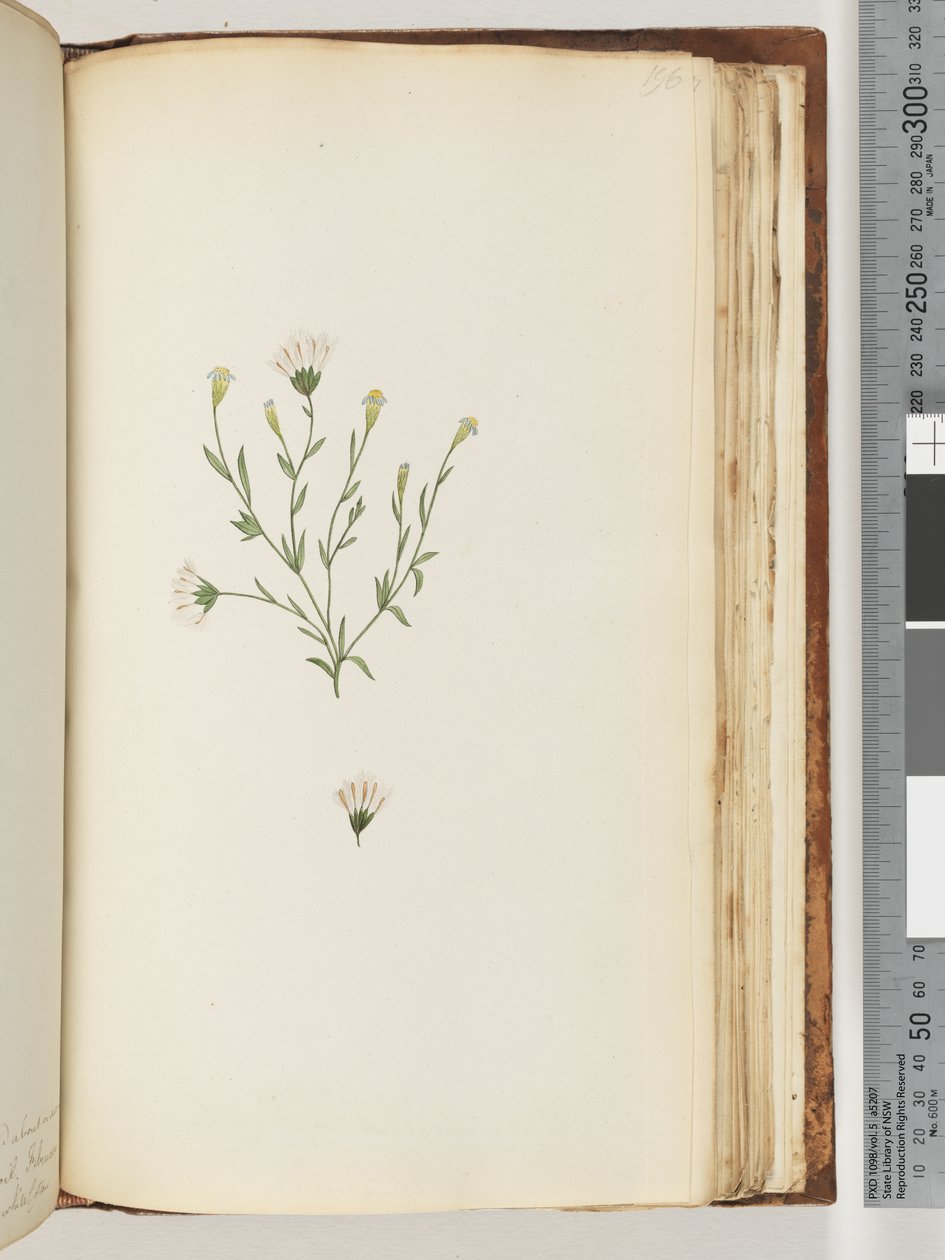 Side 196. Uidentifisert plante av Unknown artist