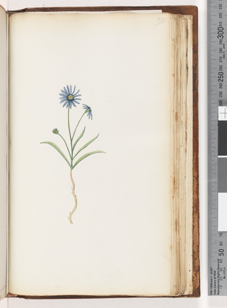 Side 198. Uidentifisert plante av Unknown artist