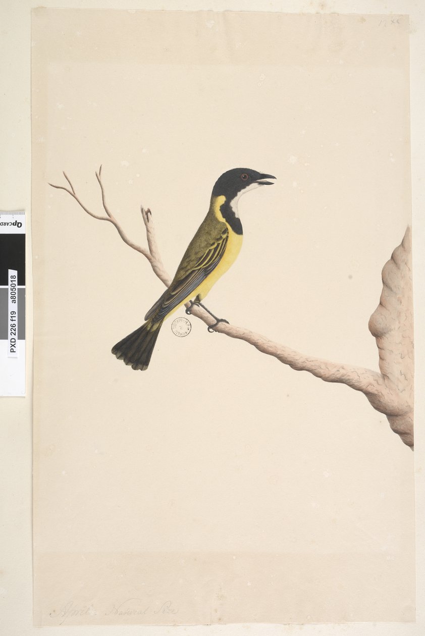 Side 19. april. Naturlig størrelse Golden Whistler Pachycephala pectoralis, hann, 1791-92 av Unknown artist