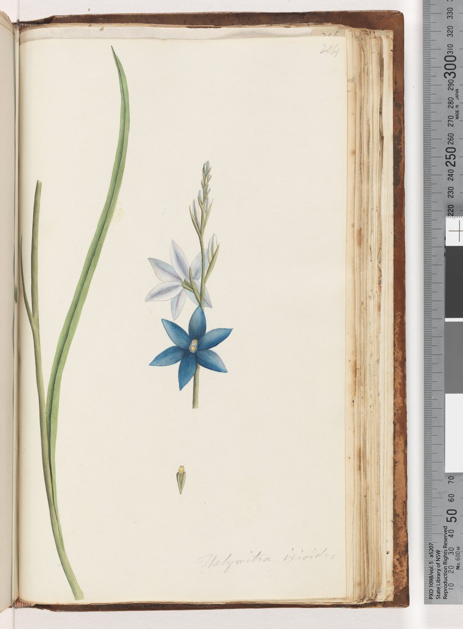 Side 204. Thelymitra ixiodes / Spotted Sun Orchid av Unknown artist