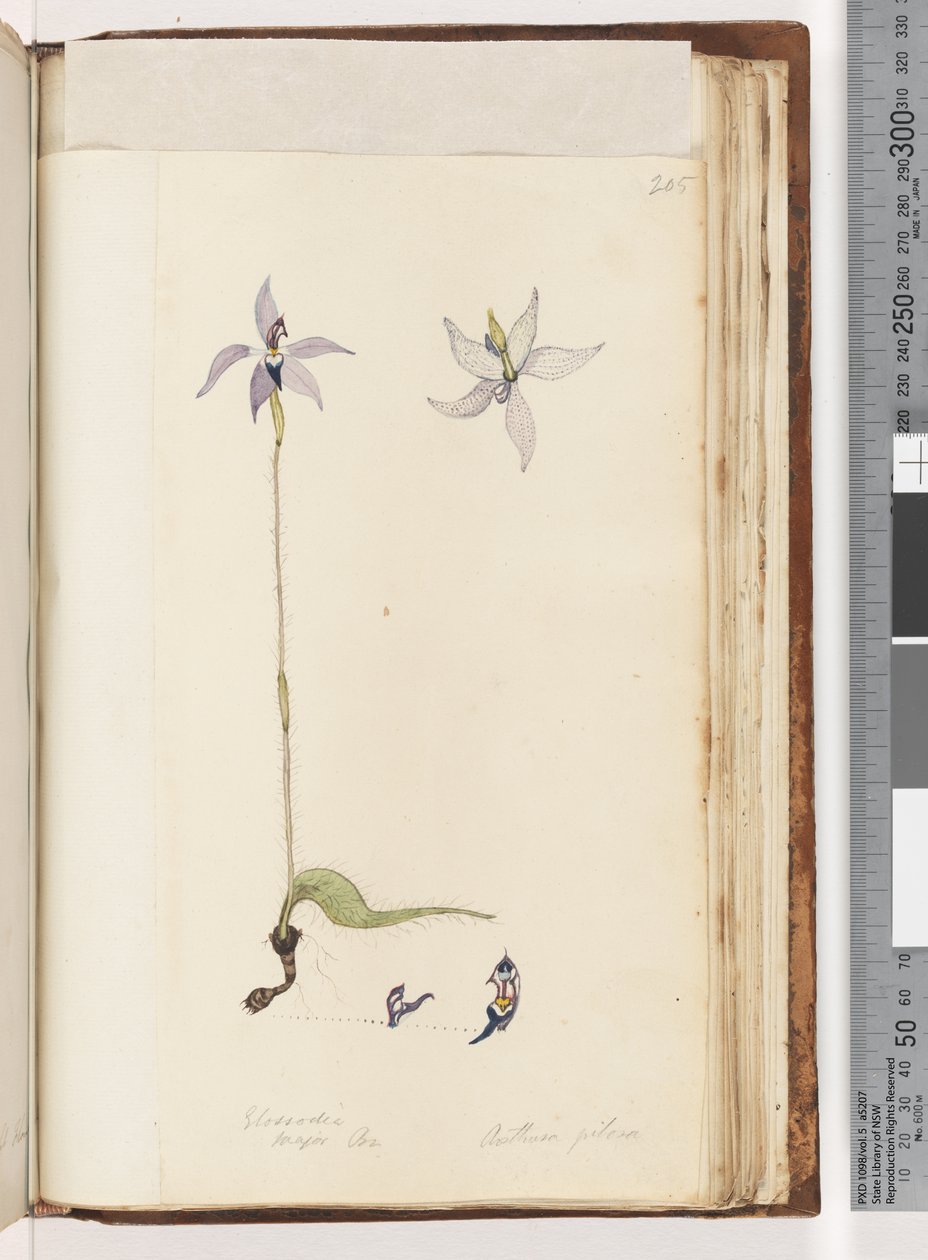 Side 205. Glossodia. Major På. Arethusa hårete / Wax Lip Orchid av Unknown artist