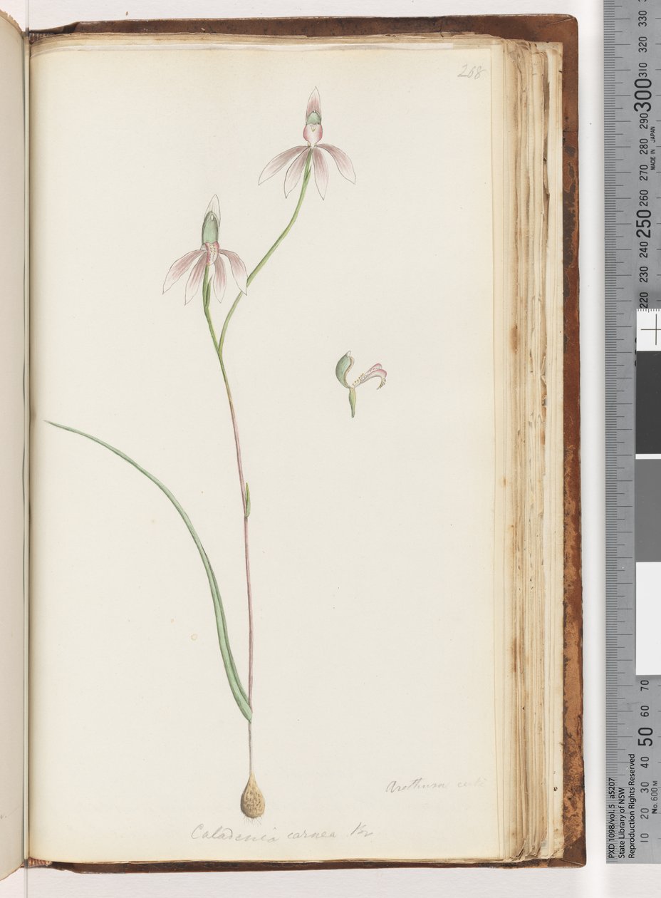 Arethusa sikker? Caladenia carnea Br / Pink Fingers Orchid av Unknown artist