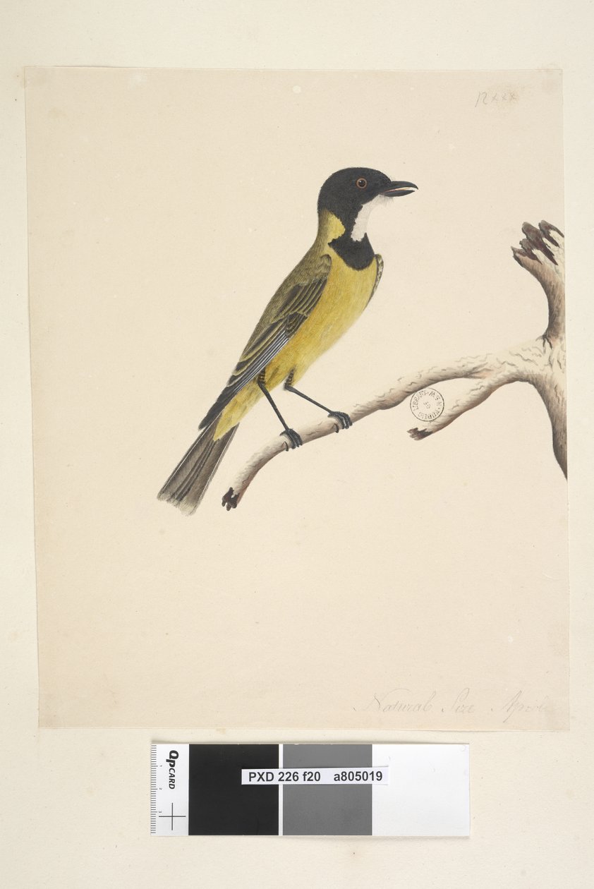 Side 20. Naturlig størrelse. April Golden Whistler Pachycephala pectoralis, hann, 1791-92 av Unknown artist