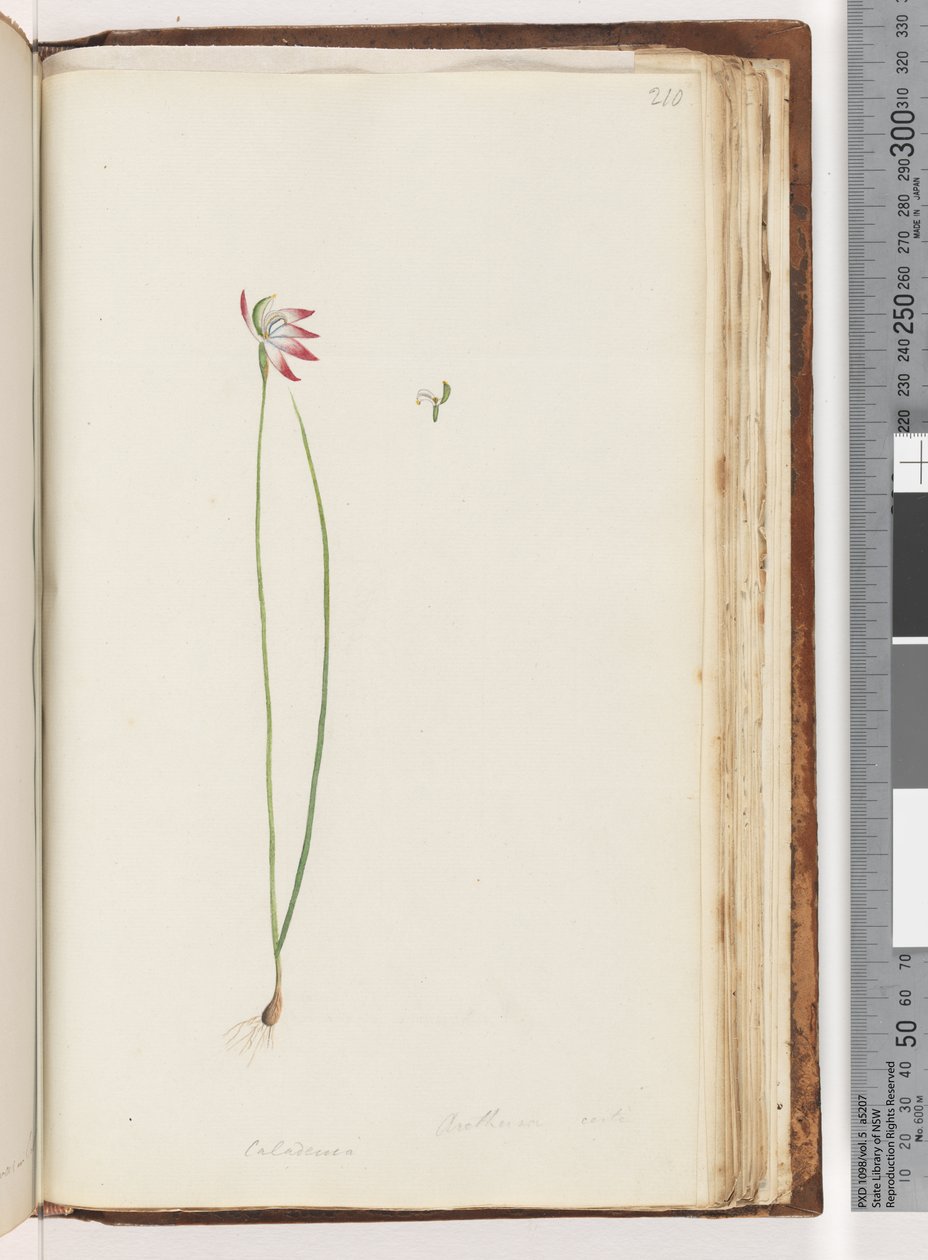 Arethusa egentlig? / Caladenia av Unknown artist