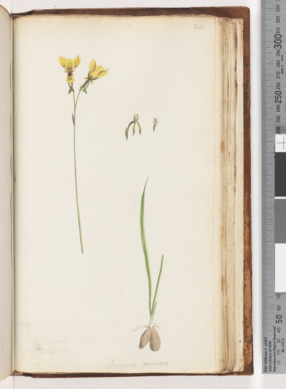 Side 211. Form for Diuris aurea / Golden Donkey Orchid av Unknown artist