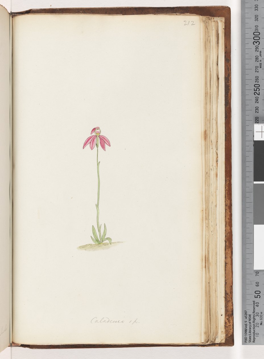 Side 212. Caladenia sp av Unknown artist