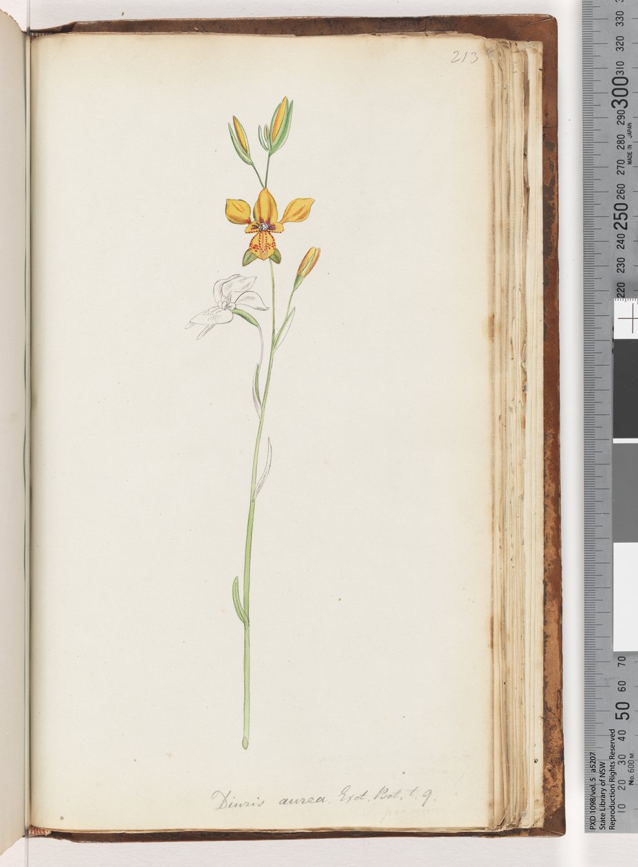 Side 213. Diuris aurea. Exot. Bot. t. 9. Golden Donkey Orchid av Unknown artist