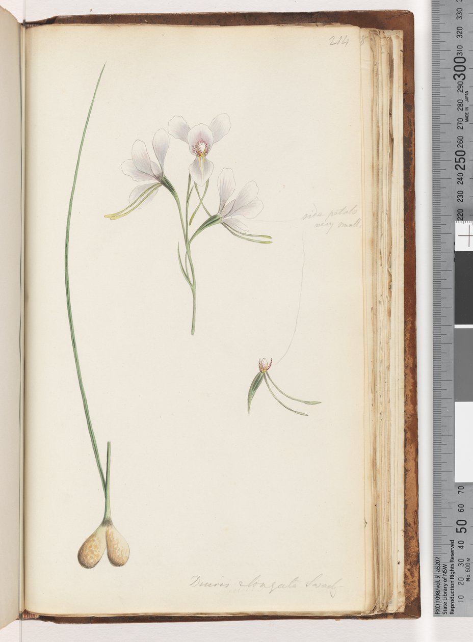 Side 214. Diuris elongata Saracty? Lilla eselorkidé av Unknown