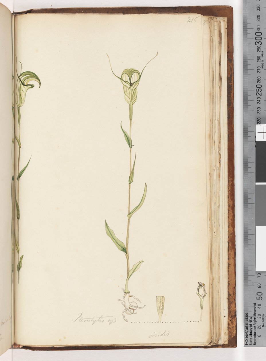 Side 215. Pterostylis op / viridis av Unknown artist