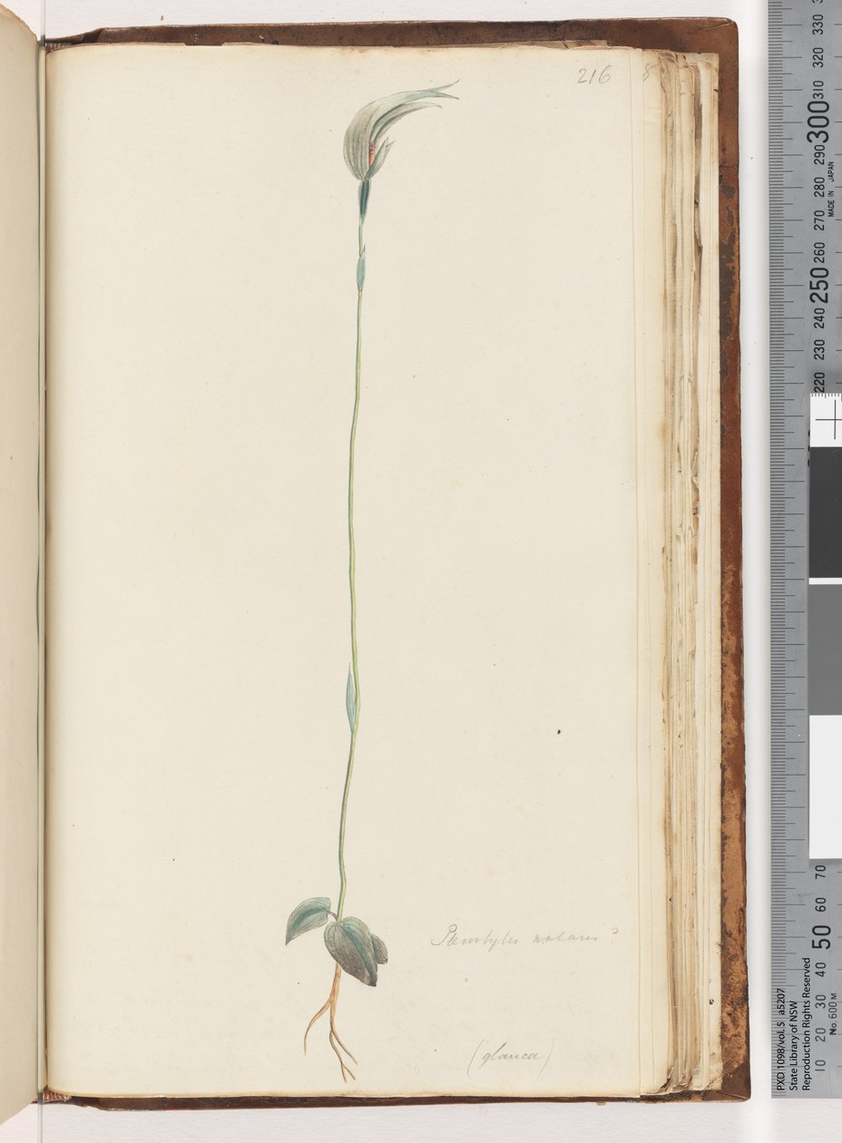Side 216. Pterostylis nutans? / av Unknown artist
