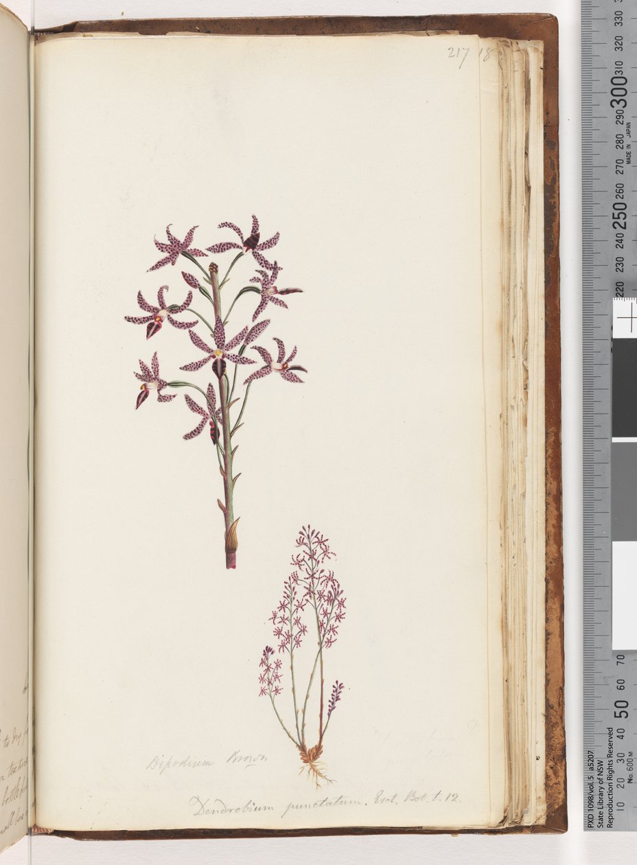 Side 217. Dipodium Brown / Dendrobium punctatum. Exot. Bot. t. 12. Hyacinth Orchid av Unknown artist