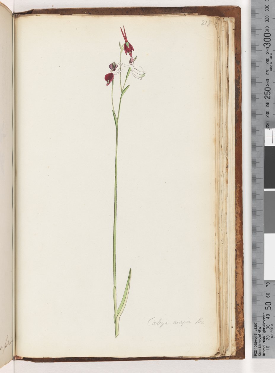 Side 218. Caleya major Br. Flying Duck Orchid av Unknown artist