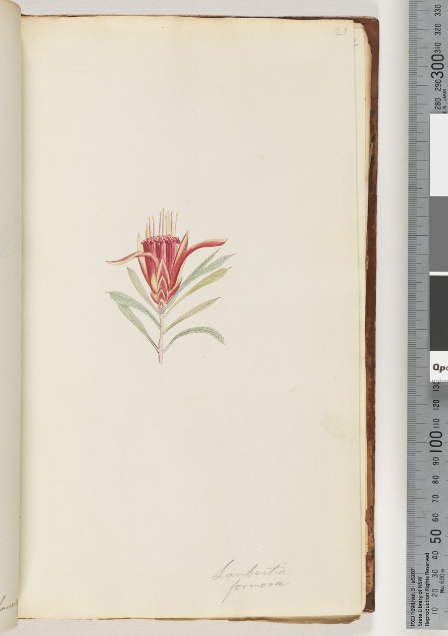 Side 21. Lambertia formosa / Mountain Devil av Unknown artist