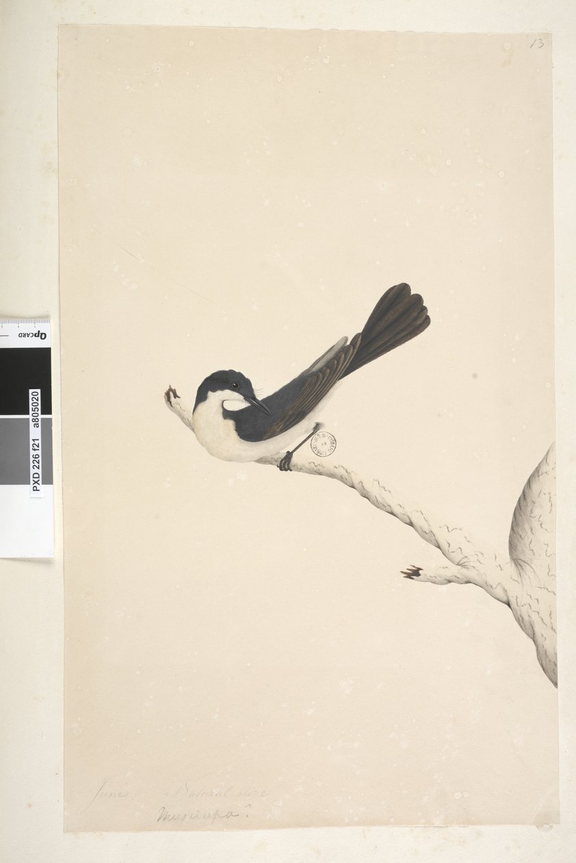 Side 21. Musciopa. over tittel i annen hånd juni. Naturlig størrelse Rastløs fluesnapper Myiagra inquieta Seisura inquieta, 1791-92 av Unknown artist