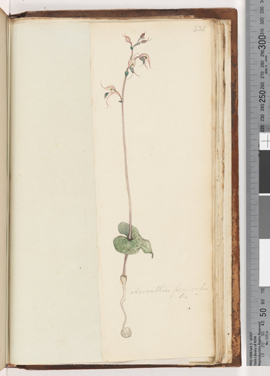 Side 221. Acianthus fornicatus Br Pixie Caps av Unknown artist