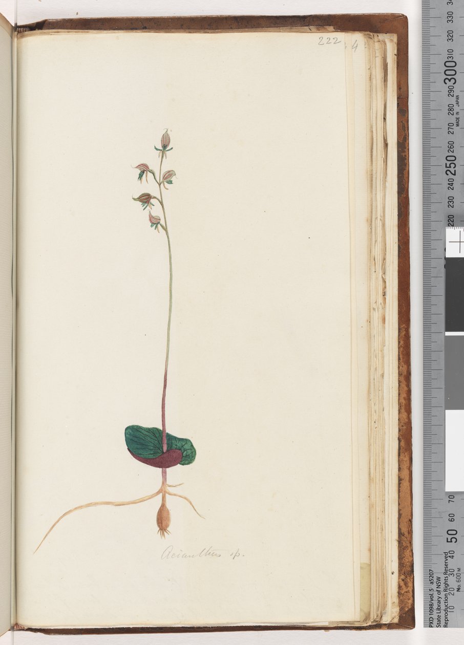 Side 222. Acianthus sp av Unknown artist