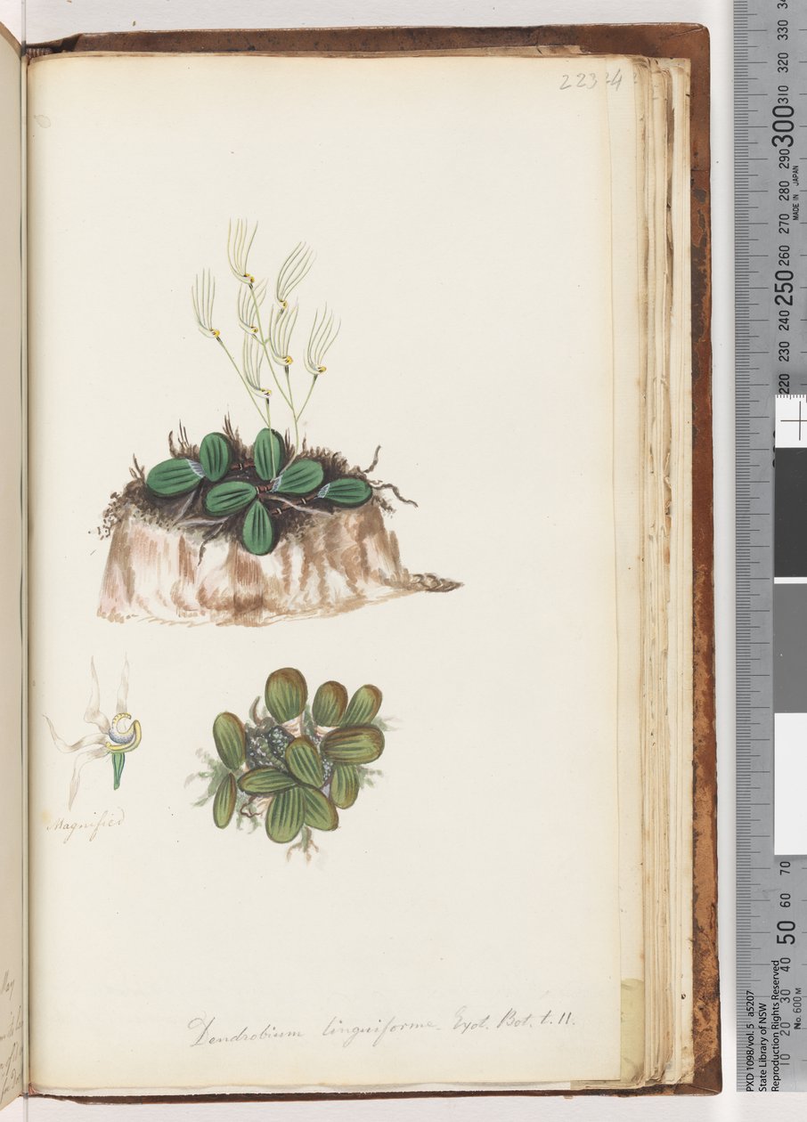 Side 223. Dendrobium linguiforme Exot. Bot. t. 11 Tungeorkidé av Unknown artist