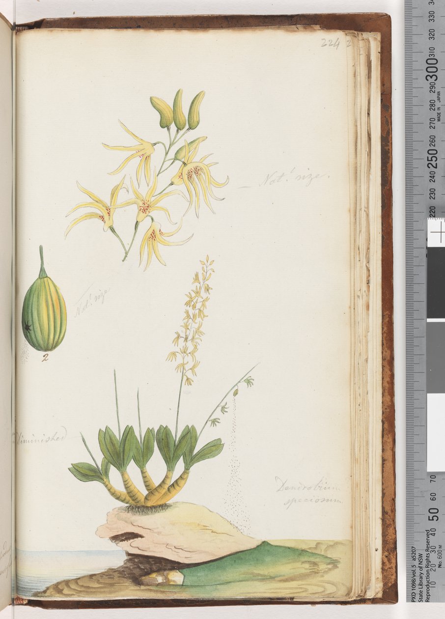 Side 224. Dendrobium speciosum / Bergorkidé av Unknown artist