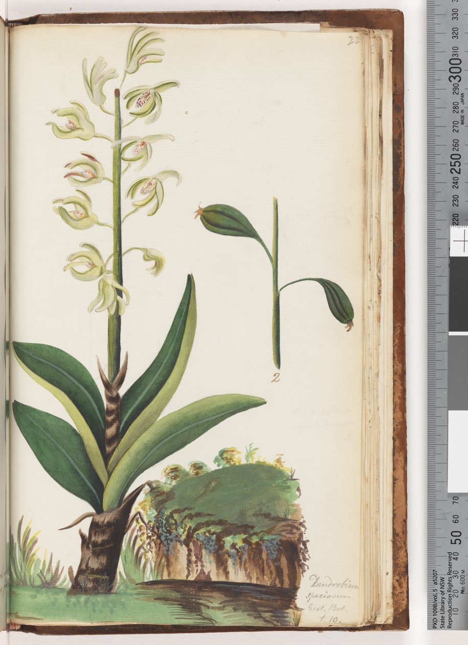Side 225. Dendrobium speciosum Exot. Bot. t. 10 av Unknown artist