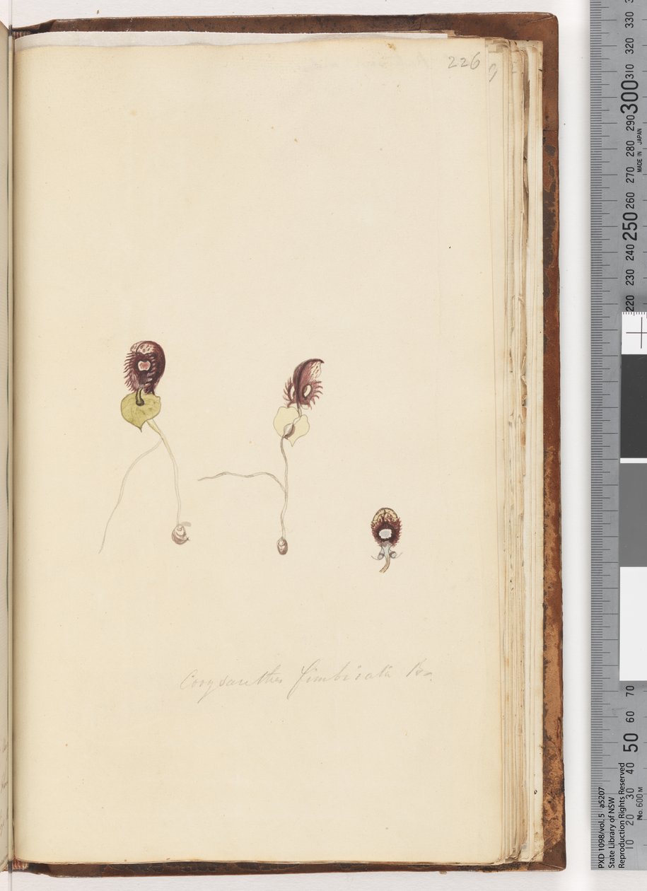 Side 226. Corysanthes fimbriata Br / Fringed Helmet Orchid av Unknown artist