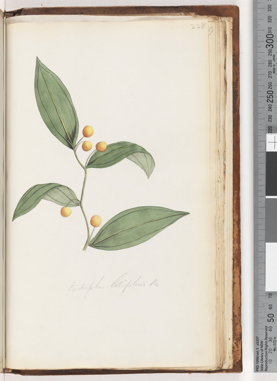 Side 228. Eustrephus latifolius Br. Wombat Berry av Unknown artist