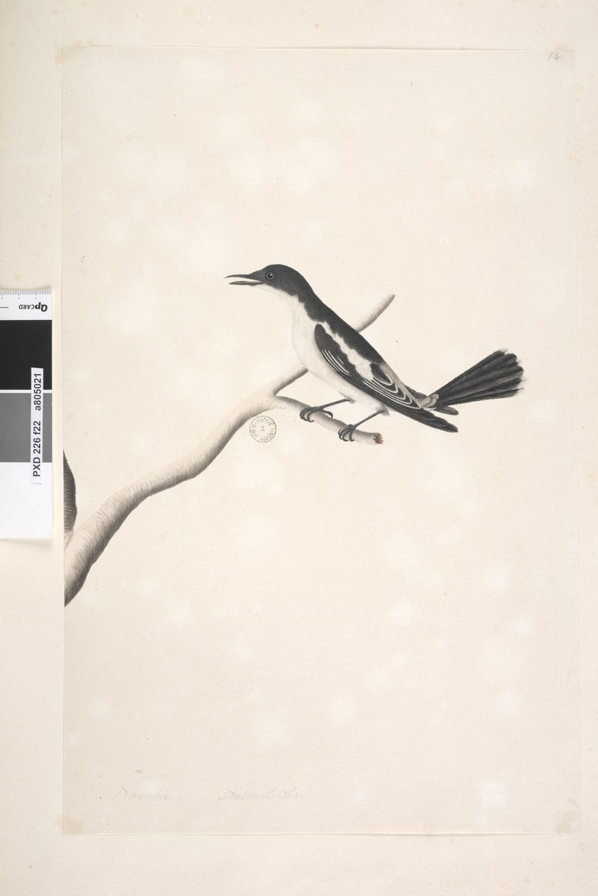 Side 22. November, naturlig størrelse Hvit, Winged Triller Lalage sueurii, hann, 1791-92 av Unknown artist